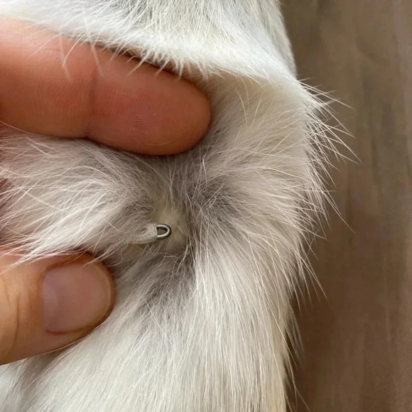 Adrienne Landau - Rabbit Fur Vest - Picture 7 of 8